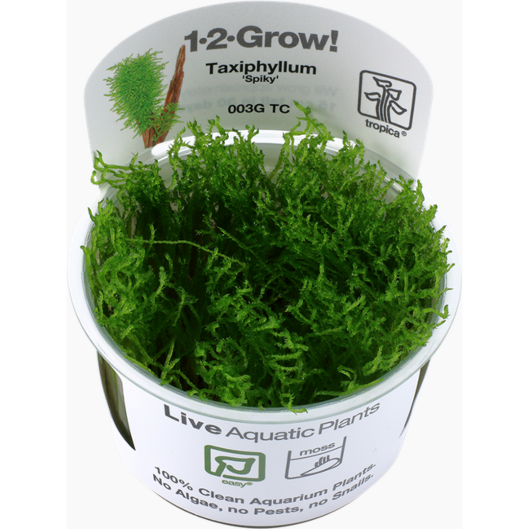 Taxiphyllum 'Spiky' (Tissue Culture)