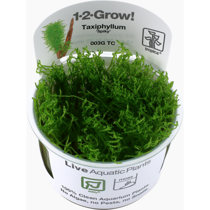 Taxiphyllum 'Spiky' (Tissue Culture)