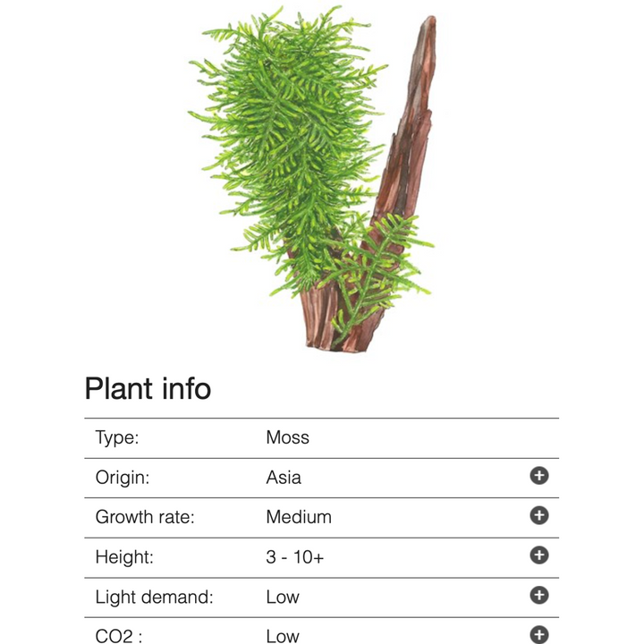 Taxiphyllum 'Spiky' (Tissue Culture)