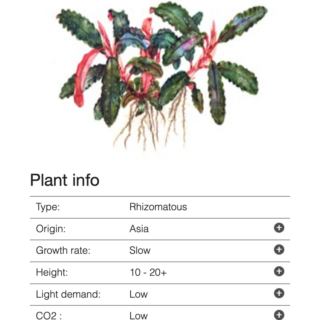 Bucephalandra 'Kedagang'