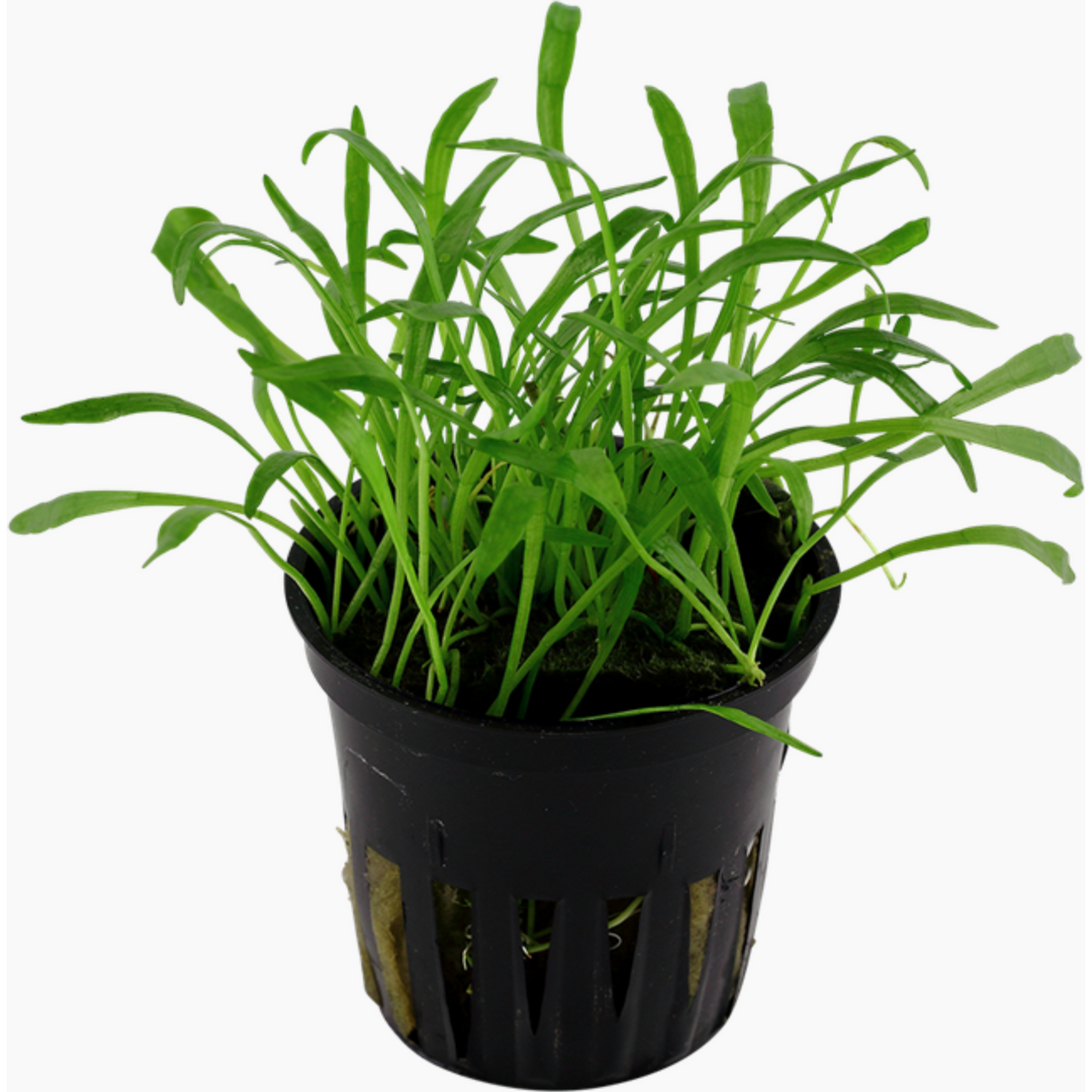 Micro Sword (TROPICA) (Lilaeopsis Brasiliensis)