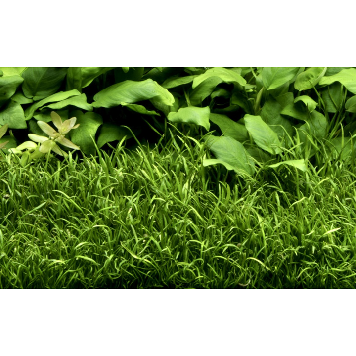 Micro Sword (TROPICA) (Lilaeopsis Brasiliensis)