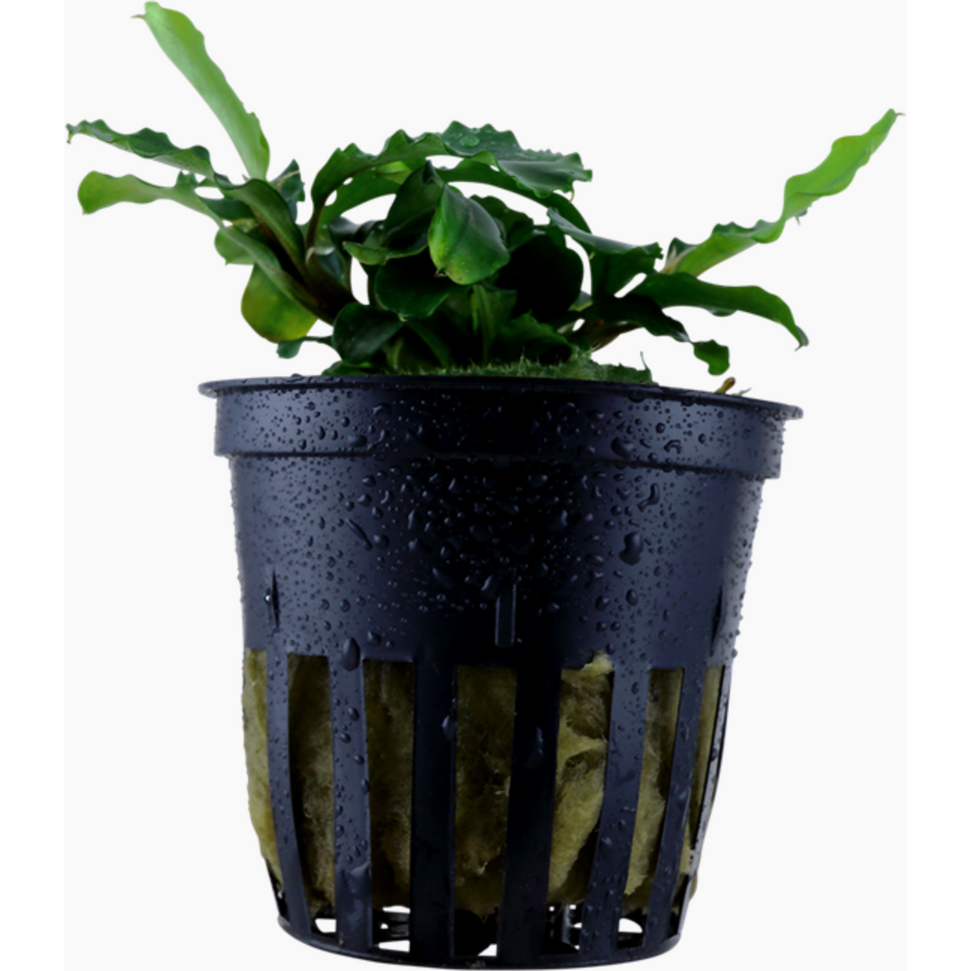 Bucephalandra Pygmaea 'Wavy Green'