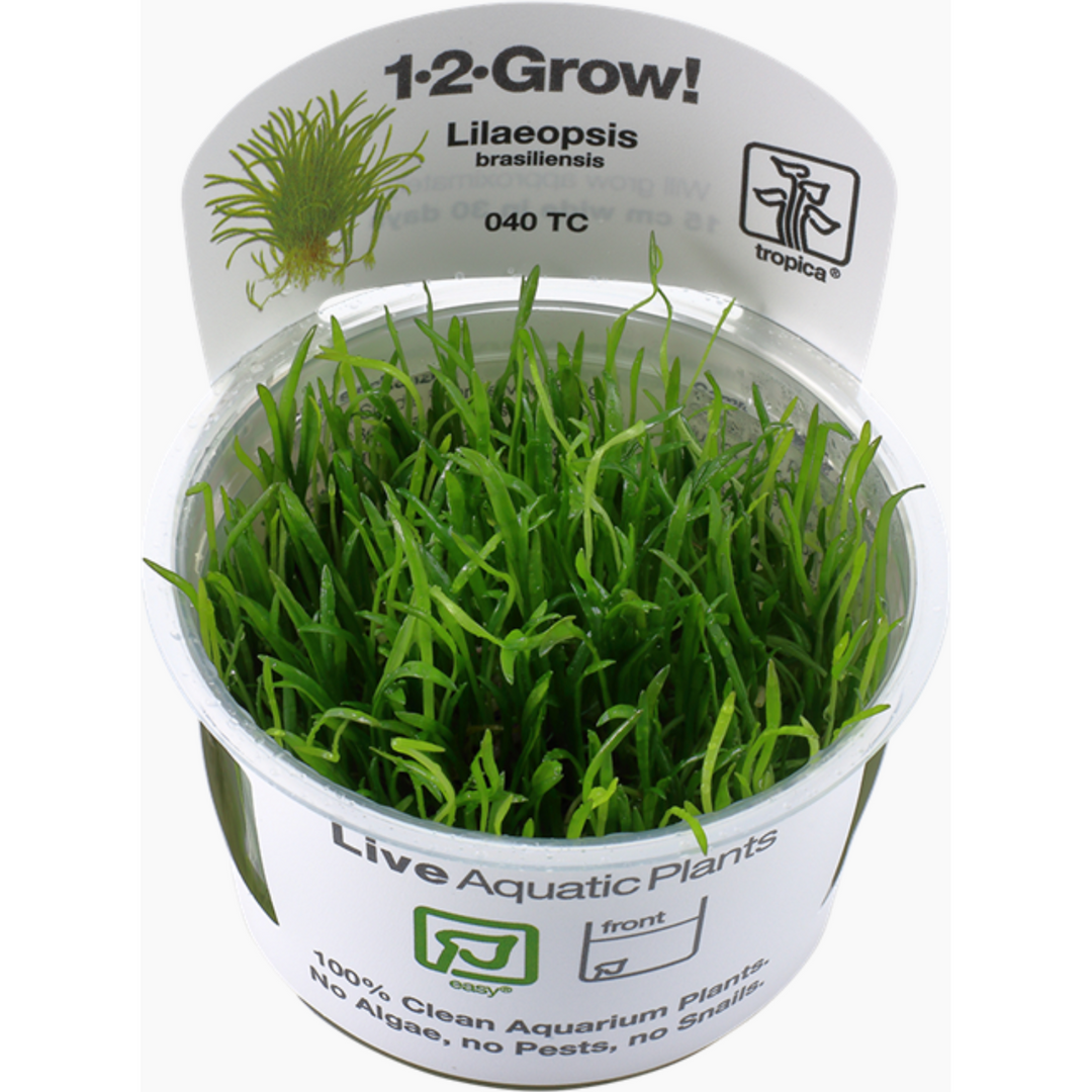 Lilaeopsis Brasiliensis (Tissue Culture)