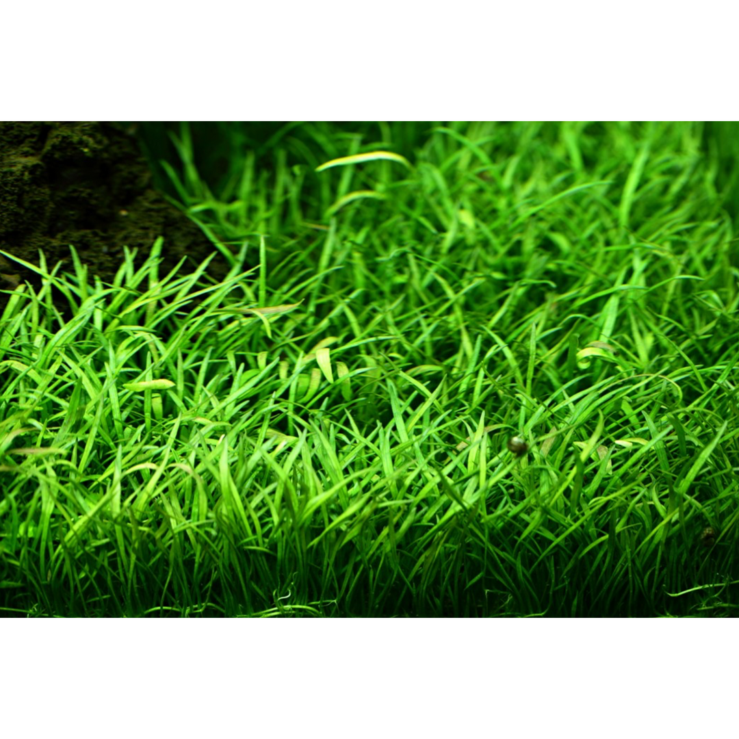 Lilaeopsis Brasiliensis (Tissue Culture)