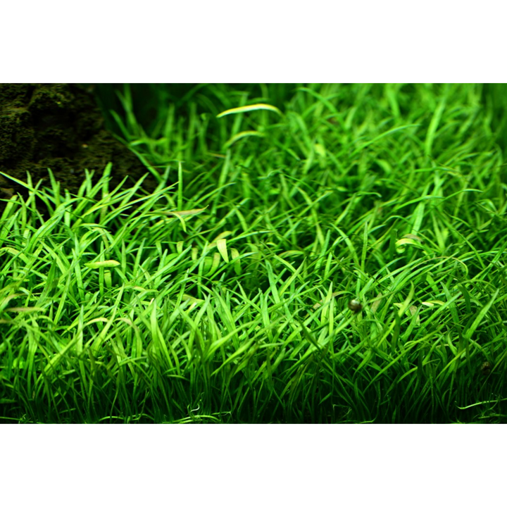 Lilaeopsis Brasiliensis (Tissue Culture)