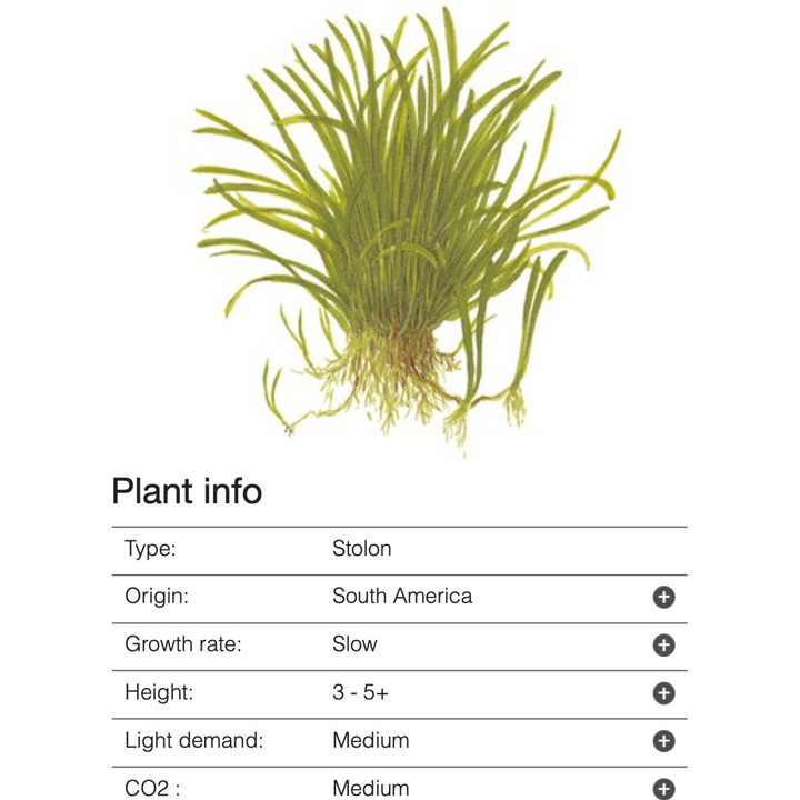 Lilaeopsis Brasiliensis (Tissue Culture)