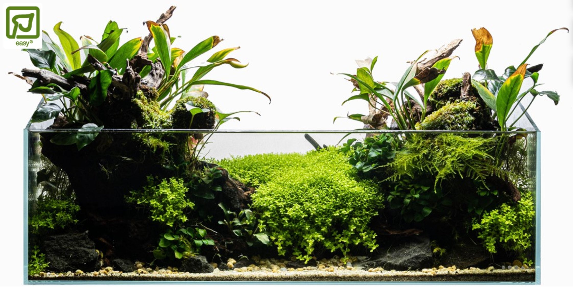 POTTED PLANTS