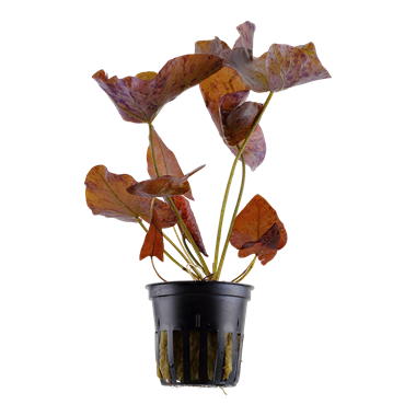 BULB PLANTS