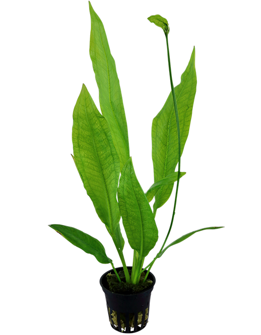 SWORD PLANTS