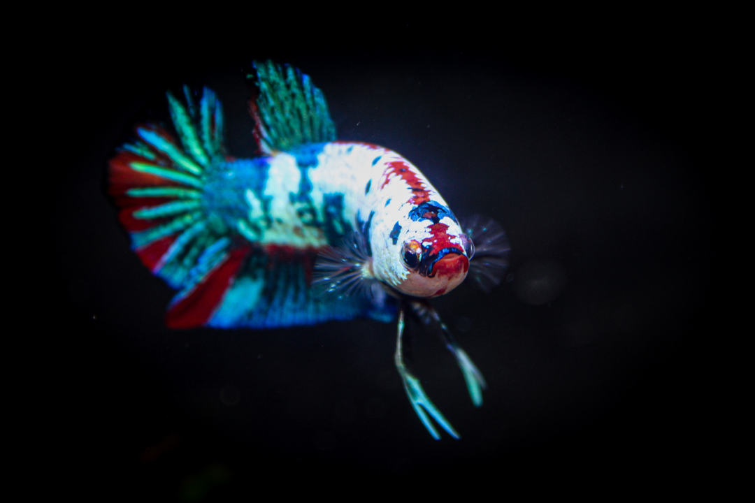 Betta Fish Food