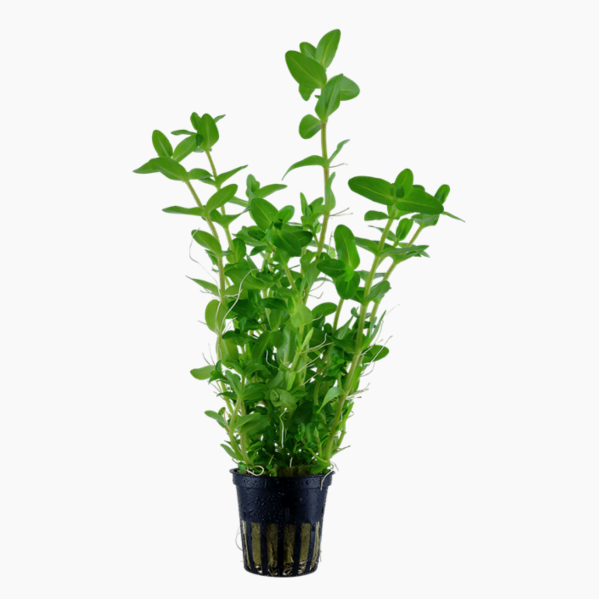 STEM PLANTS
