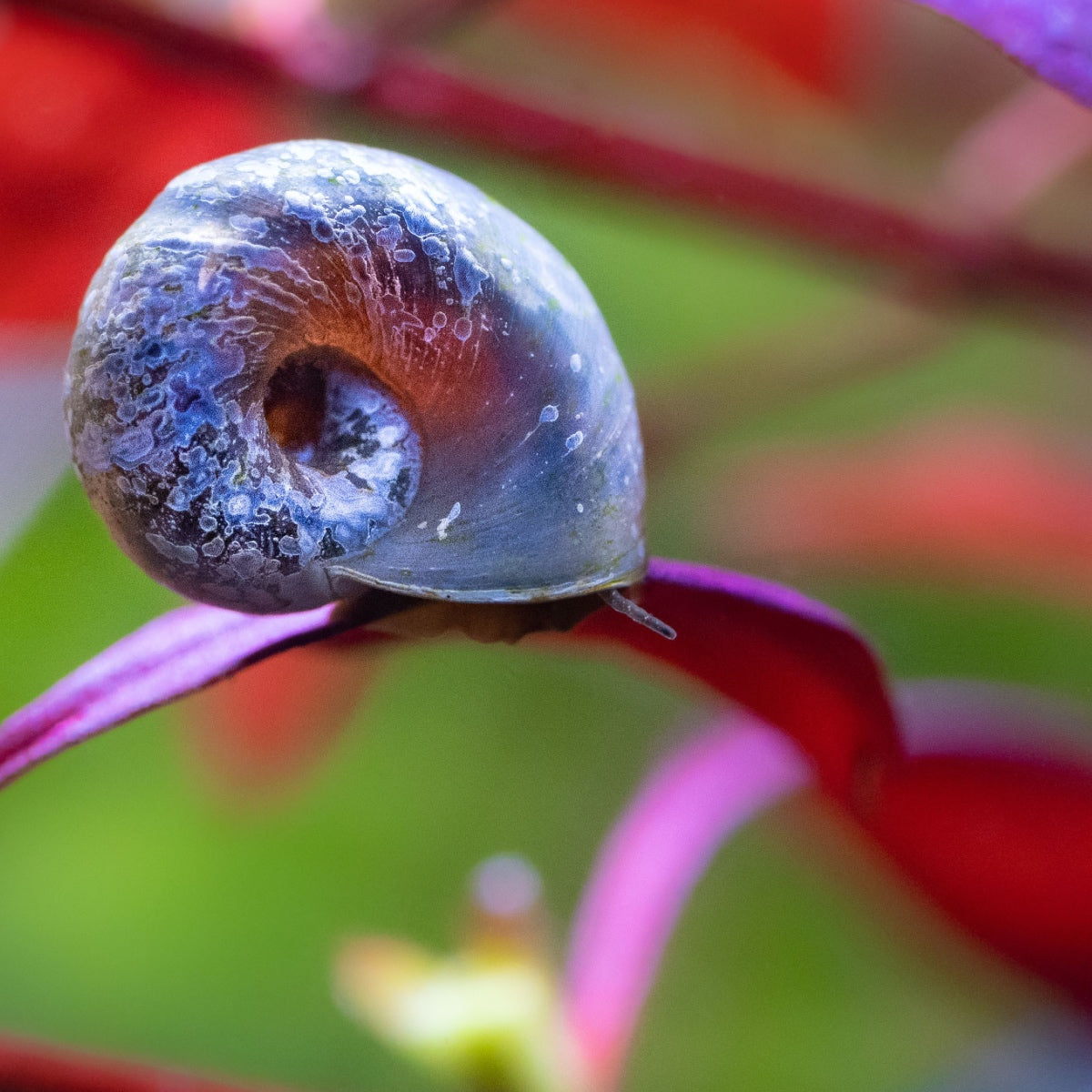 RAMSHORN – KGTropicals