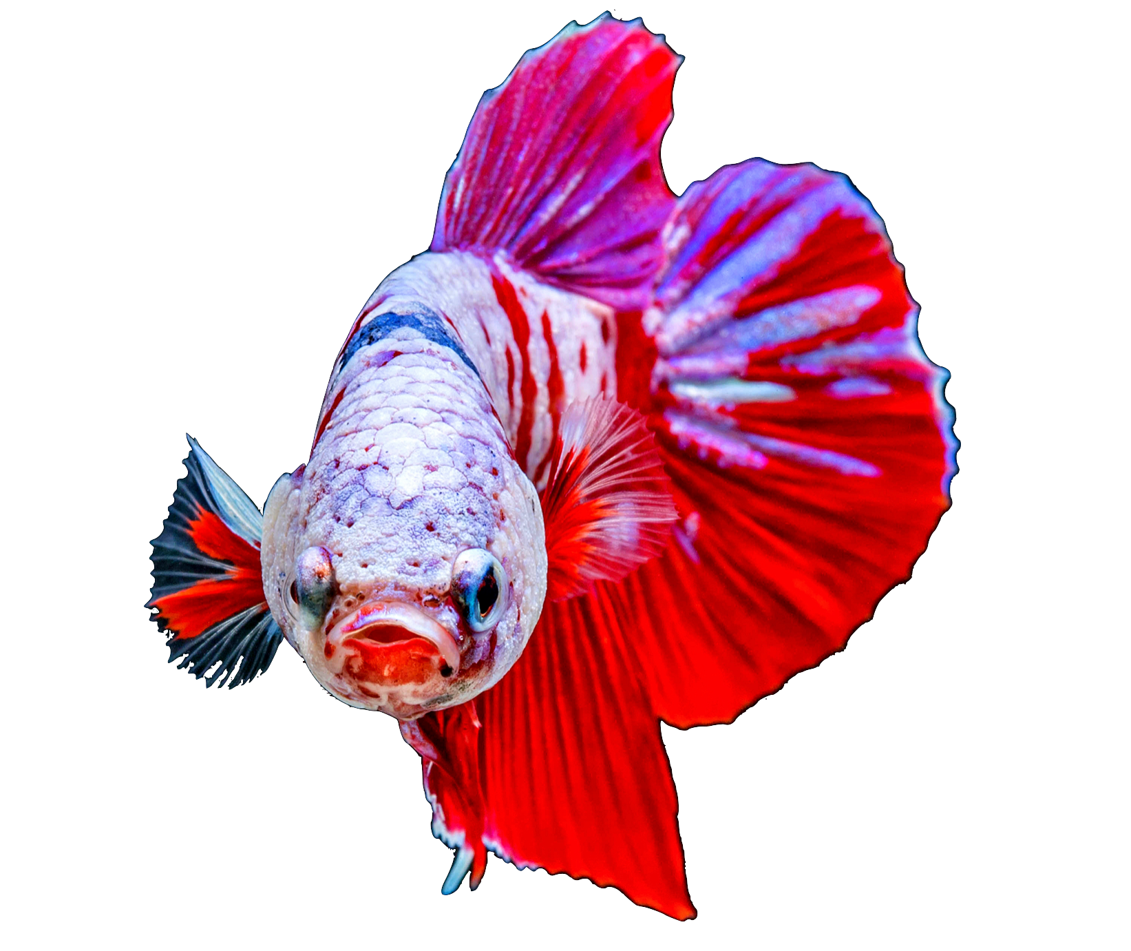 LIVE Bettas For Sale