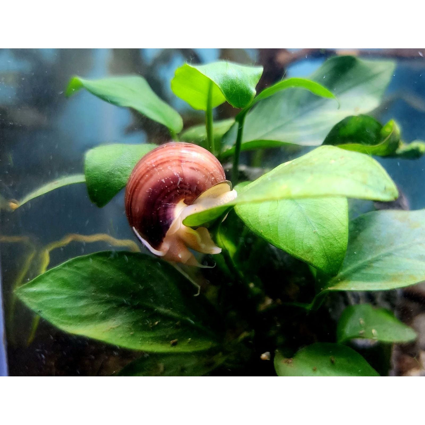 MYSTERY SNAILS