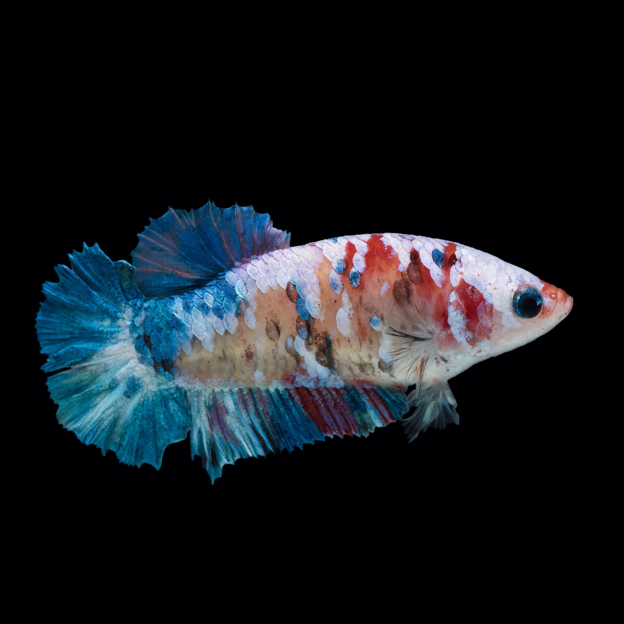 FEMALE BETTAS