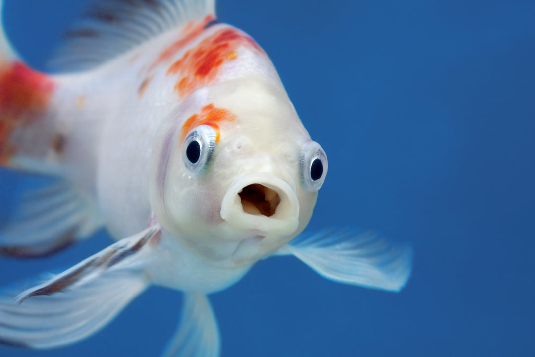 Koi/Goldfish Food