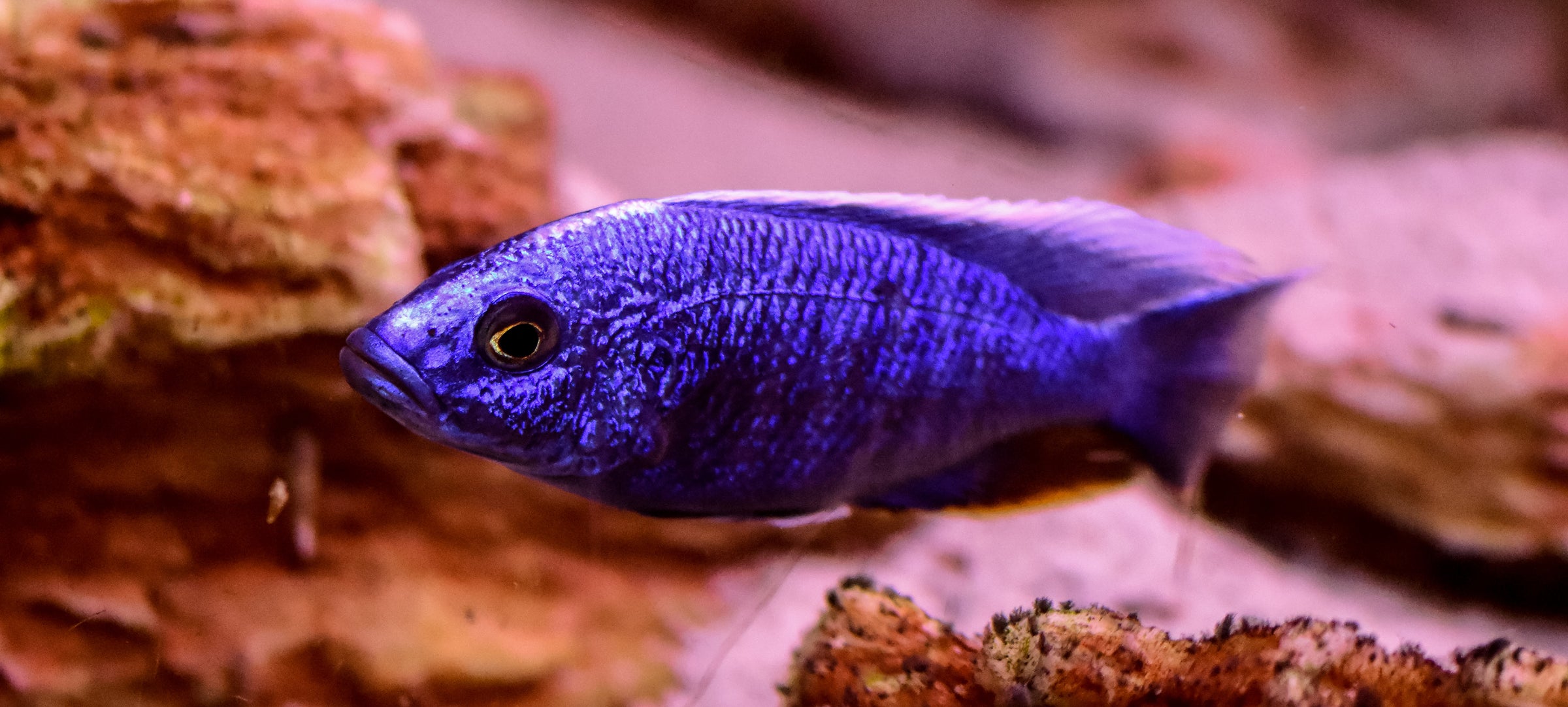 Cichlid Food