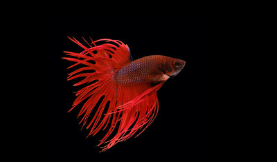 CROWNTAIL