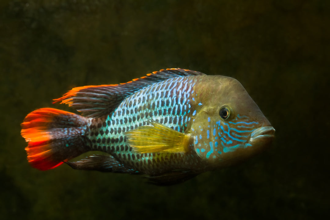 Monster Fish Food