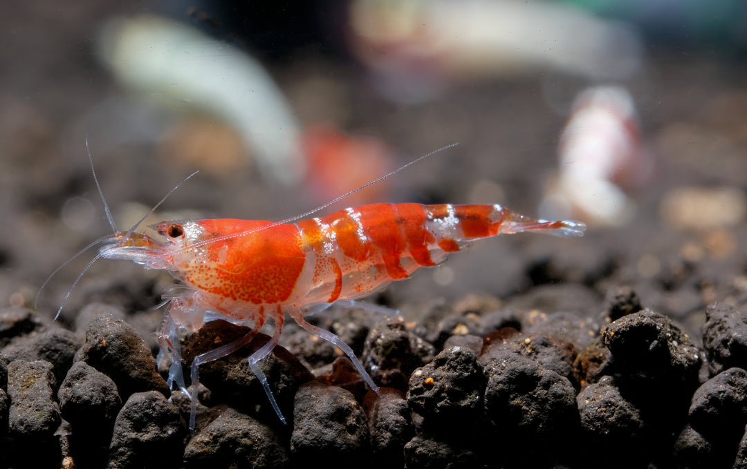 Shrimp Food