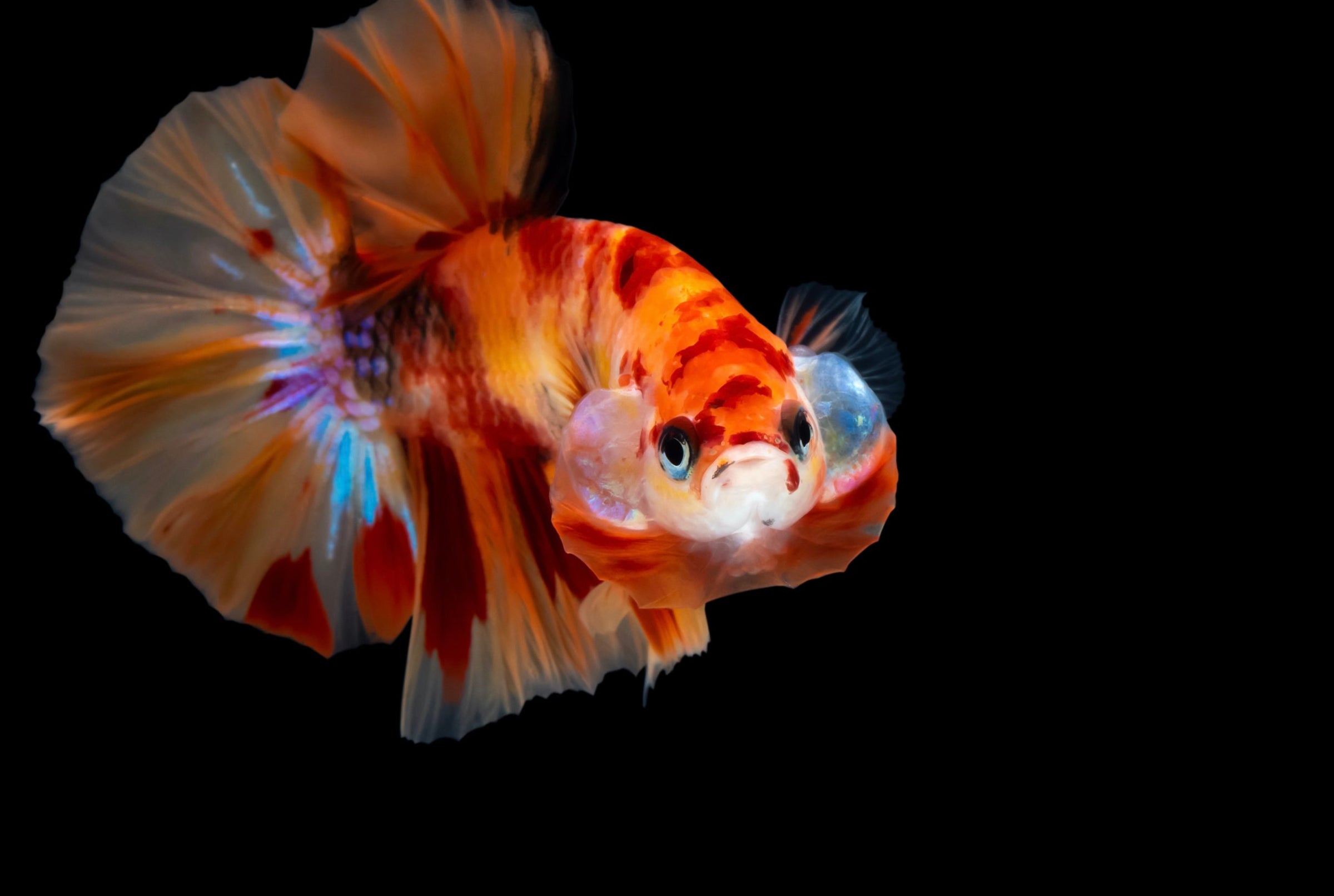 NEMO