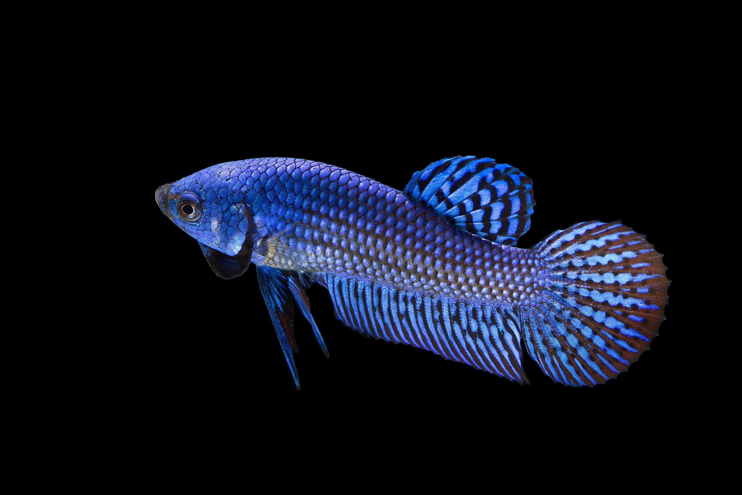 ALIEN BETTAS