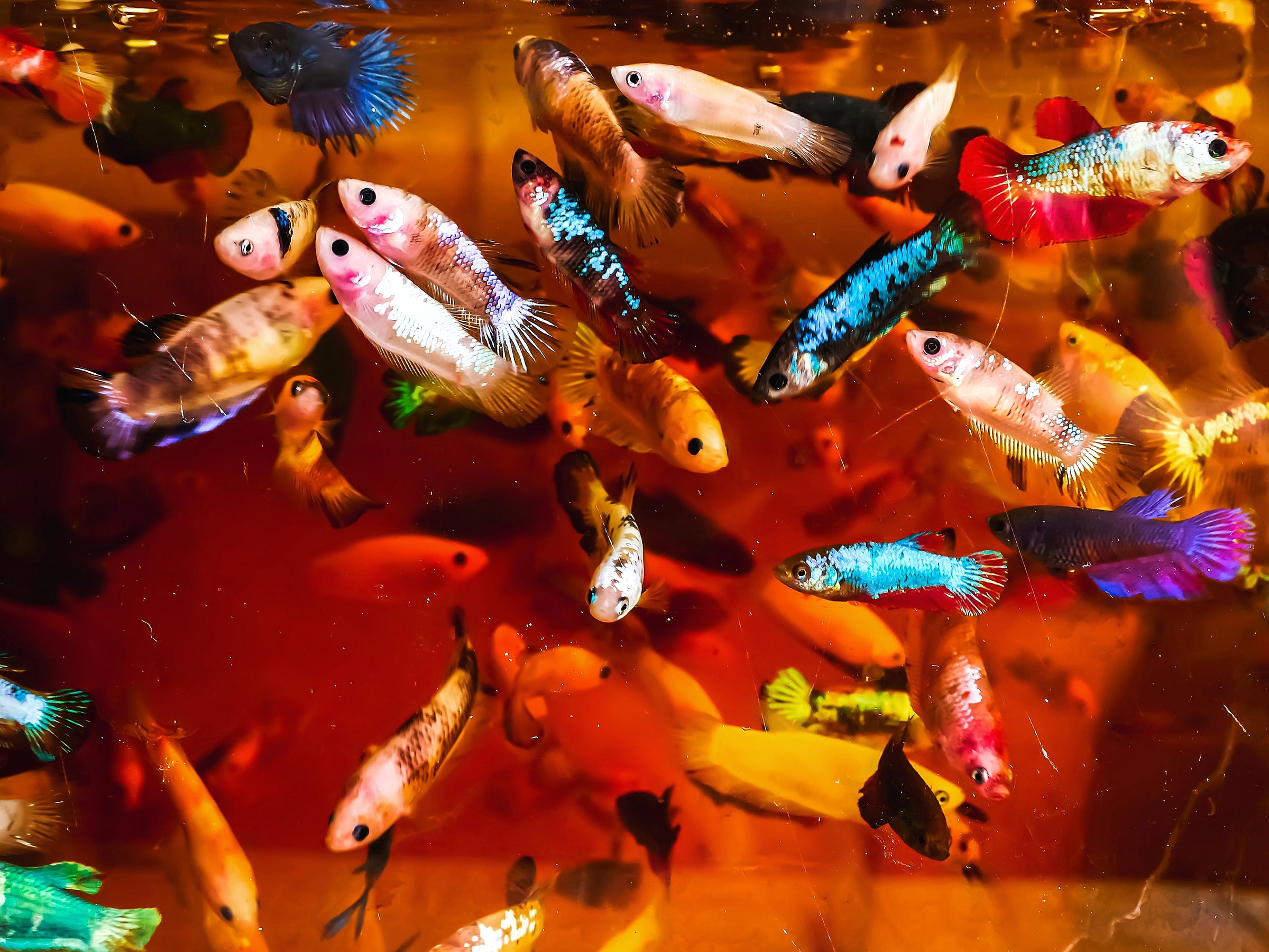 Betta Sorority Packs