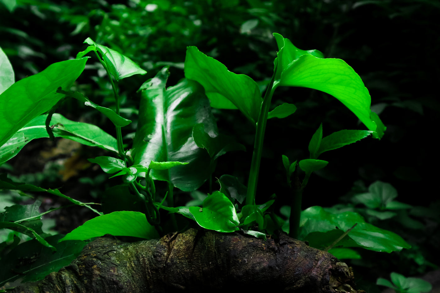 Beginner Plants