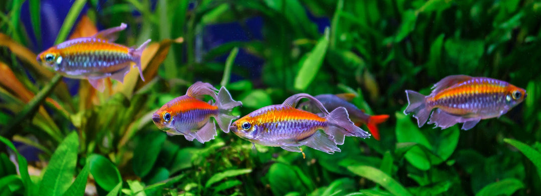 Live Fish