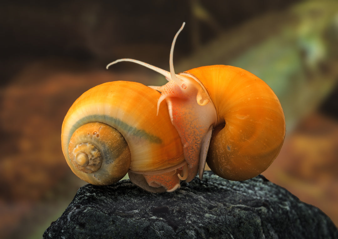 Snail Food