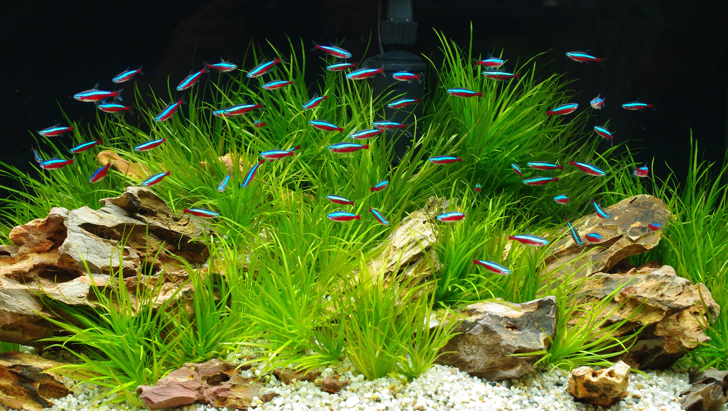 PLANT CARE