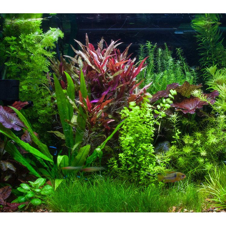Scarlet Temple  (Alternanthera reineckii)