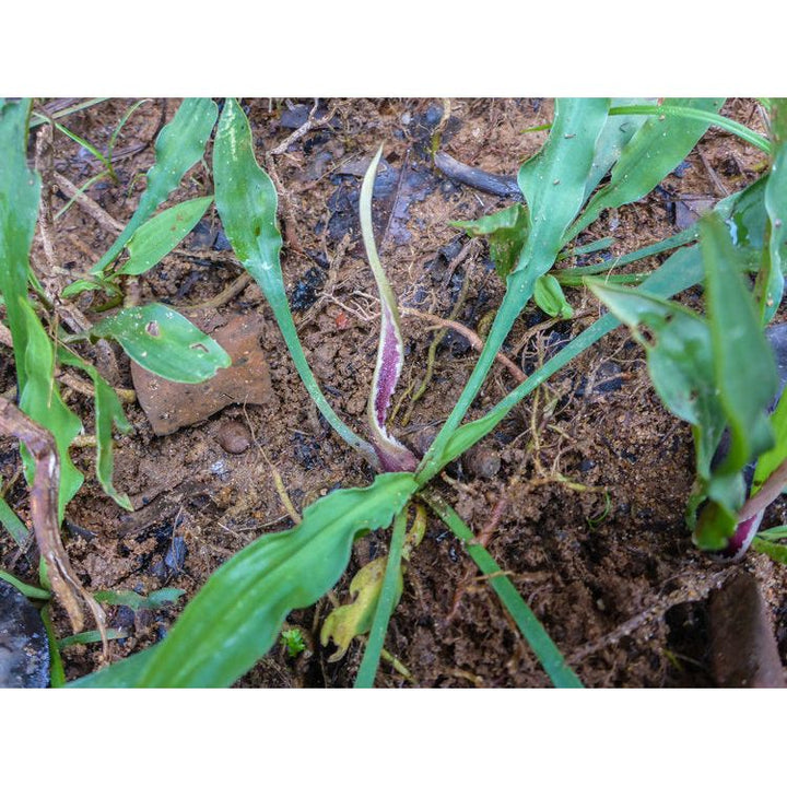Cryptocoryne Spiralis