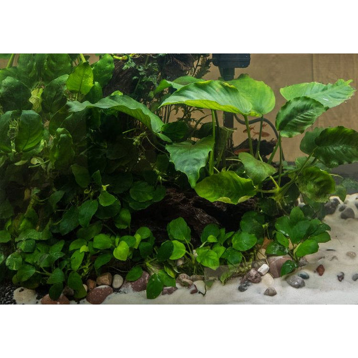 Anubias Nana 'Petite'