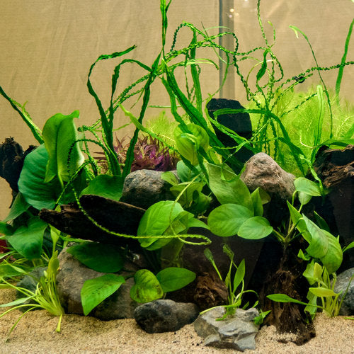 Anubias Barteri