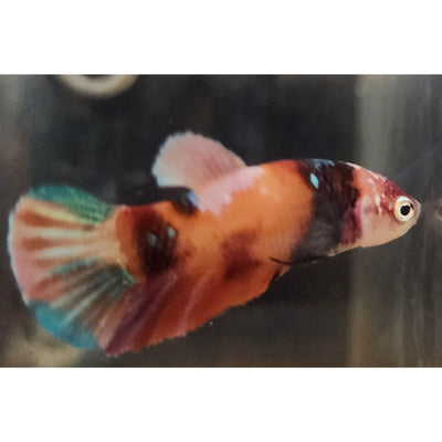 CANDY NEMO FEMALE #82