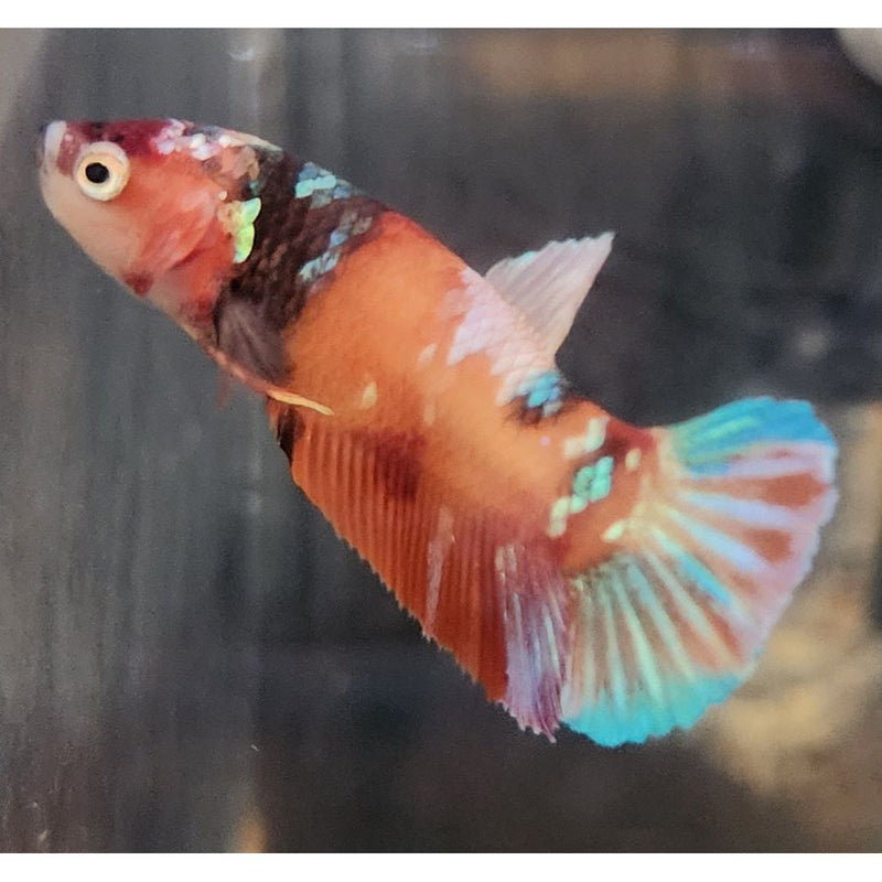 CANDY NEMO FEMALE 