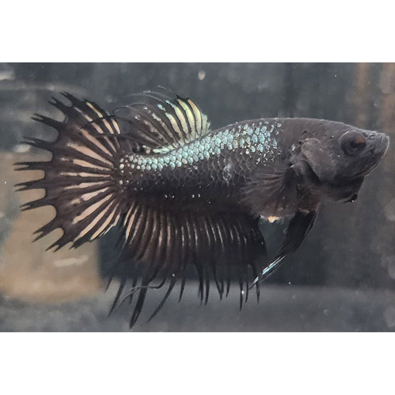 BLACK ORCHID CROWNTAIL FEMALE