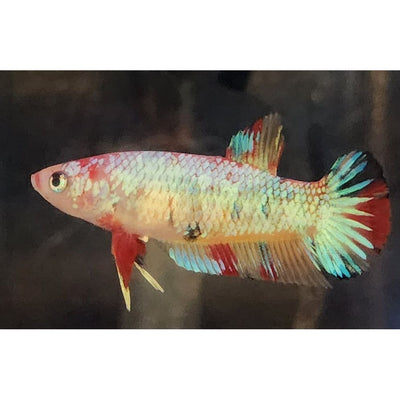 CANDY NEMO FEMALE #82