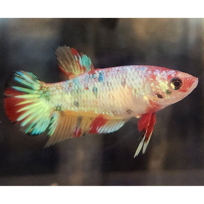 CANDY NEMO FEMALE #82