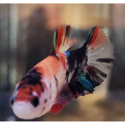 NEMO GALAXY FEMALE #86