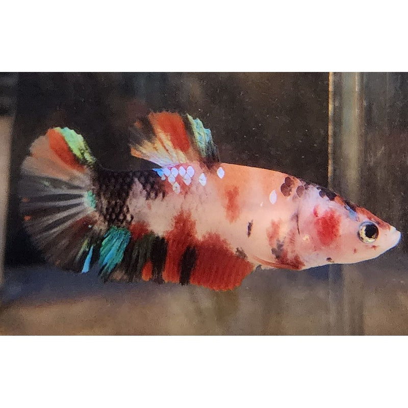 NEMO GALAXY FEMALE 