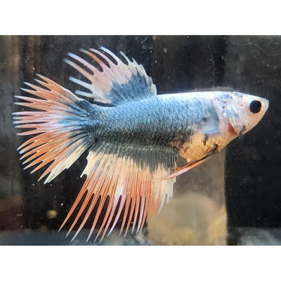 MULTICOLR CROWNTAIL FEMALE #67