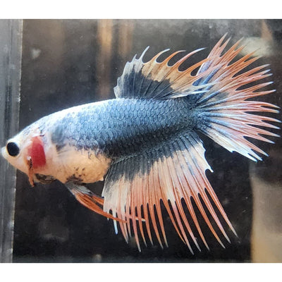 MULTICOLR CROWNTAIL FEMALE #67
