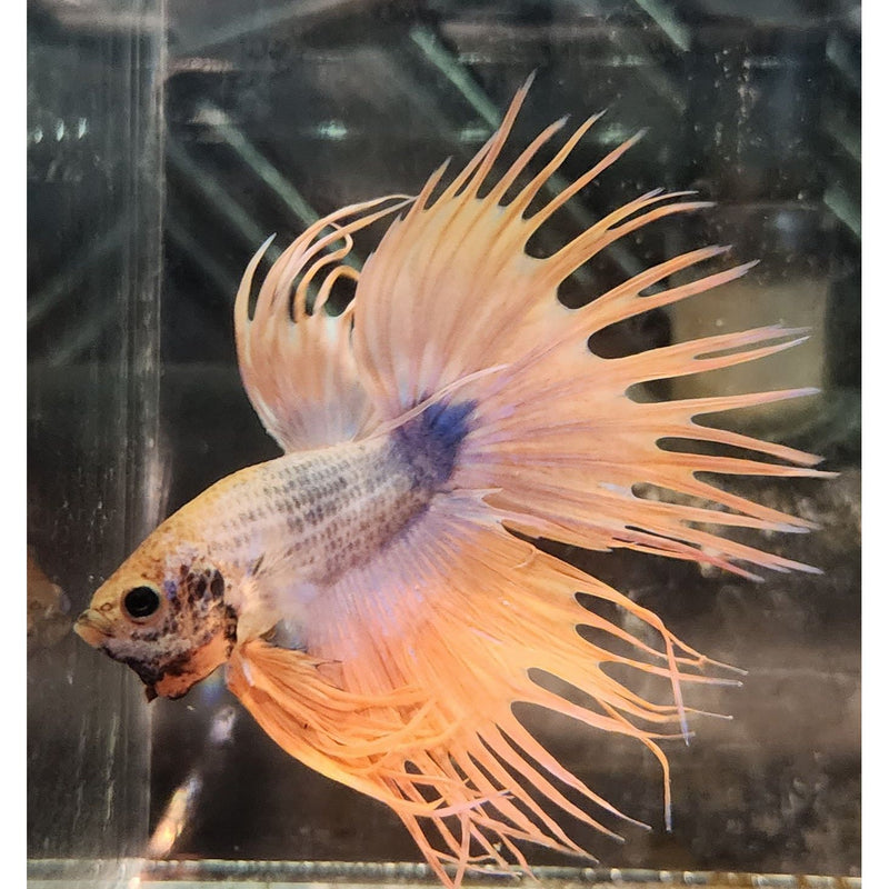 MARBLE CROWNTAIL MALE 