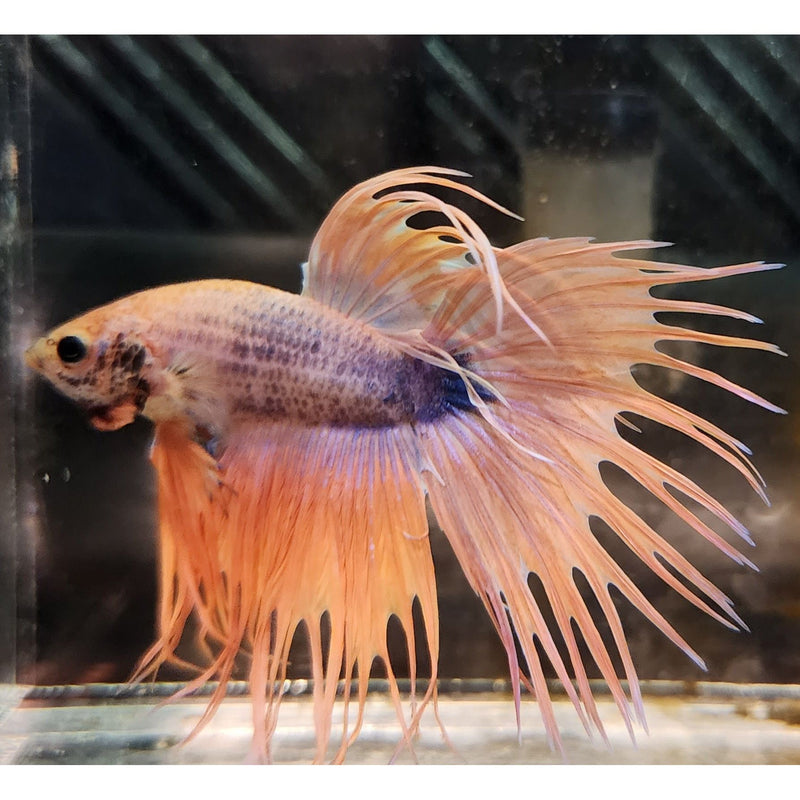 MARBLE CROWNTAIL MALE 