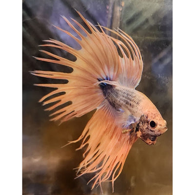 MARBLE CROWNTAIL MALE #13