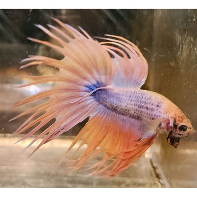 MARBLE CROWNTAIL MALE #13