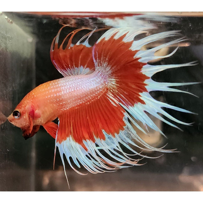 MULTICOLOR CROWNTAIL MALE 